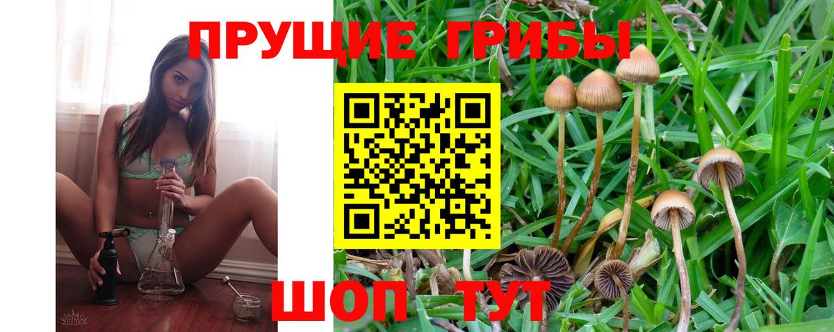 Галлюциногенные грибы Psilocybe Белая Калитва
